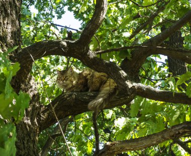 Bir yeşil ağaç yaprakları ile oturan ve güneşli bir yaz dinlenme şirin tüylü kedi bahar günü