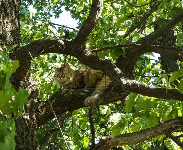 Lindo Gato Peludo Sentado Árbol Verde Con Hojas Descansando Soleado — Foto de Stock