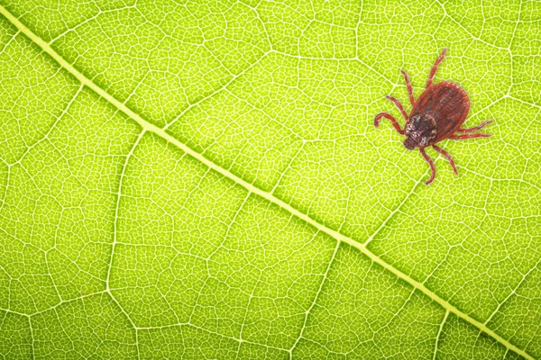 Mite Sentado Una Hoja Verde Para Collage Con Espacio Para —  Fotos de Stock