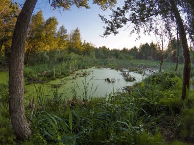 Akşam ışığında güzel bir bataklık manzara. 