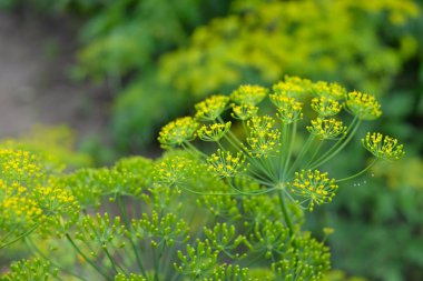 Güzel kokulu dereotu şemsiye closeup önümüzdeki.