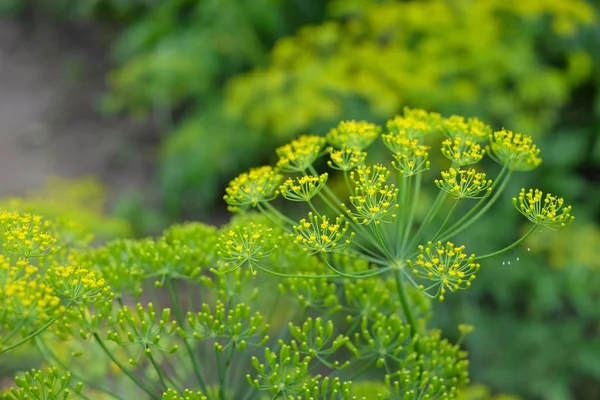 Güzel kokulu dereotu şemsiye closeup önümüzdeki.
