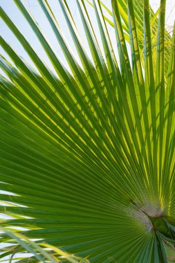 Yeşil palmiye yaprağı. Tropik ağaçlar teması.