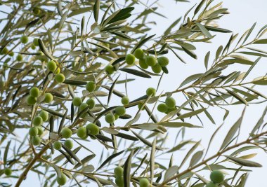 Güzel yeşil zeytin ağacı dalı.