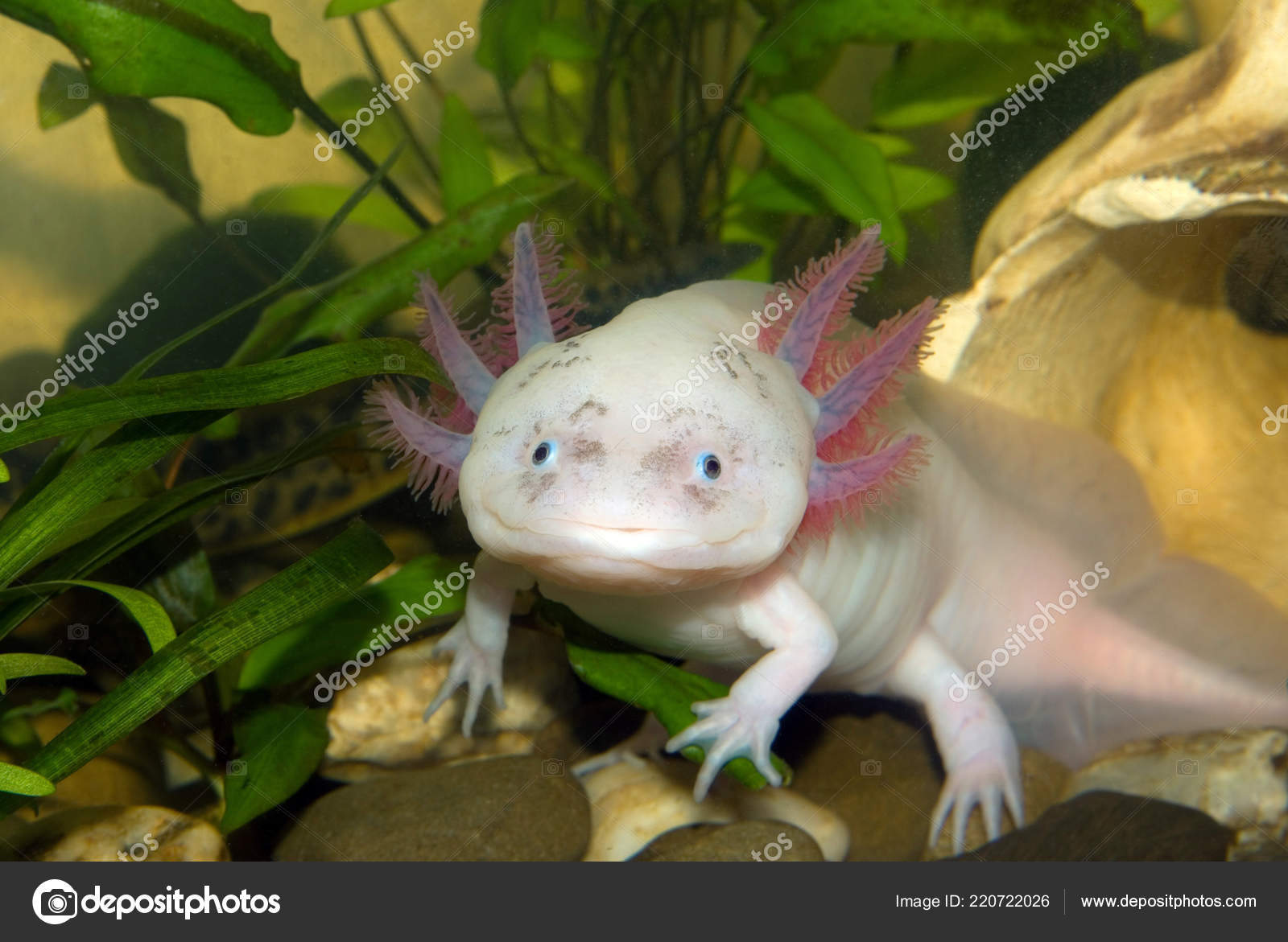 Underwater Axolotl Portrait Close Aquarium Mexican Walking Fish Ambystoma Mexicanum Royalty Free Photo Stock Image By C Cherokee4 Underwater Axolotl Portrait Close Aquarium Mexican Walking Fish Ambystoma Mexicanum Royalty Free Photo Stock Image By C Cherokee4