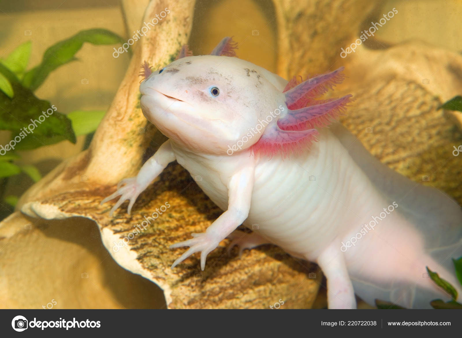 Underwater Axolotl Portrait Close Aquarium Mexican Walking Fish Ambystoma Mexicanum Stock Photo By C Cherokee4 Underwater Axolotl Portrait Close Aquarium Mexican Walking Fish Ambystoma Mexicanum Stock Photo By C Cherokee4