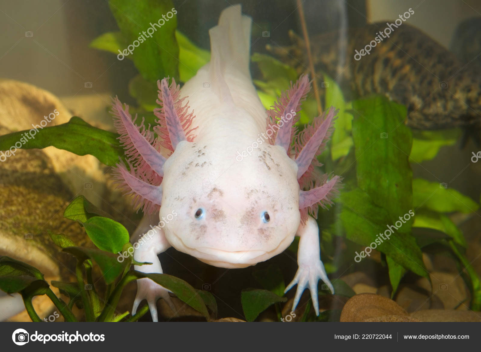 Underwater Axolotl Portrait Close Aquarium Mexican Walking Fish Ambystoma Mexicanum Stock Photo By C Cherokee4 Underwater Axolotl Portrait Close Aquarium Mexican Walking Fish Ambystoma Mexicanum Stock Photo By C Cherokee4