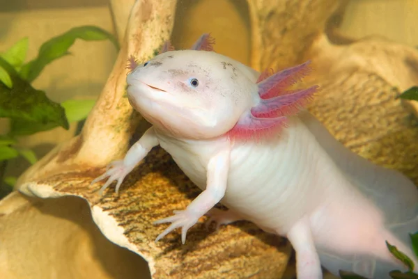 Sualtı Axolotl portre bir akvaryumda kapatın. Meksika yürüyen balık. Ambystoma mexicanum.