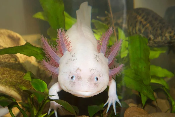 Sualtı Axolotl portre bir akvaryumda kapatın. Meksika yürüyen balık. Ambystoma mexicanum.