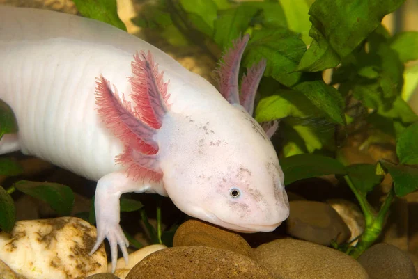 Retrato Axolotl Subaquático Perto Aquário Peixe Mexicano Ambulante Ambystoma Mexicanum — Fotografia de Stock