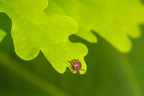 寄生螨坐在绿叶上 蜱咬的危险 — 图库照片