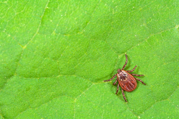 Ácaro Parasita Sentado Uma Folha Verde Perigo Picada Carrapato — Fotografia de Stock