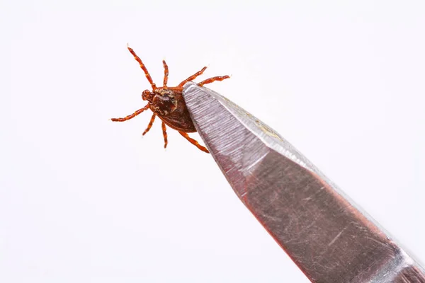 Parasitenmilbe Zur Analyse Das Labor Weitergegeben Gefahr Durch Zeckenbiss — Stockfoto