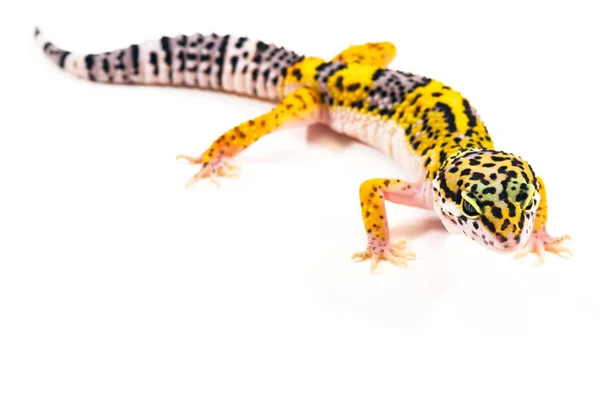 Eublepharis Macularius Милий Leopard Gecko — стокове фото