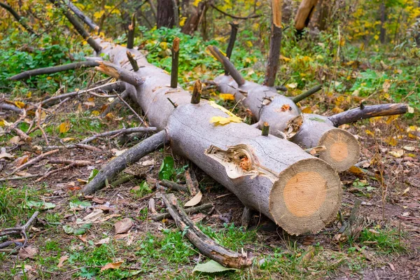 Kácení Starých Stromů Parku Dřevo Borovice Poničen Kůrovci — Stock fotografie