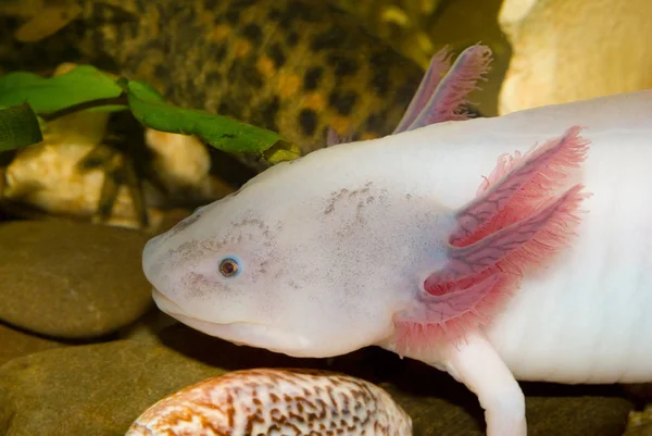 Retrato Axolotl Subaquático Perto Aquário Peixe Mexicano Ambulante Ambystoma Mexicanum — Fotografia de Stock