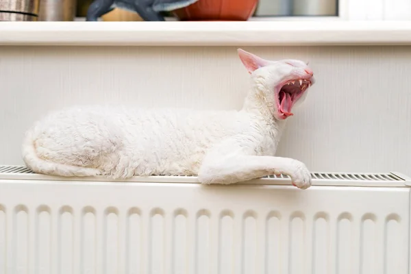 White Cornish Rex cat with amber eyes is sitting on the heating radiator and yawning.