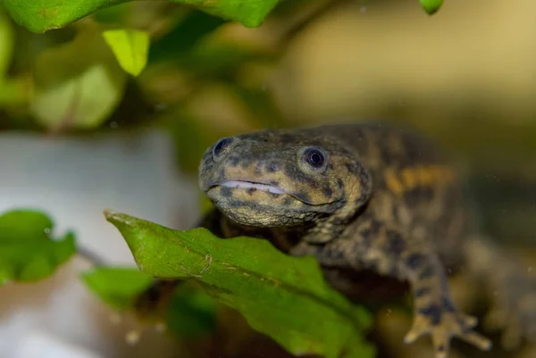 Підводний Іспанського Ребристі Ньют Закладають Акваріумі Тварин Дикої Природи — стокове фото