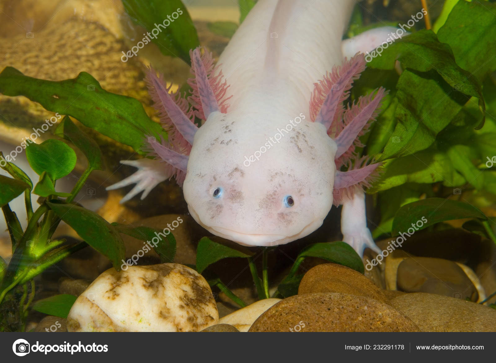 Underwater Axolotl Portrait Close Aquarium Mexican Walking Fish Ambystoma Mexicanum Royalty Free Photo Stock Image By C Cherokee4 Underwater Axolotl Portrait Close Aquarium Mexican Walking Fish Ambystoma Mexicanum Royalty Free Photo Stock Image By C Cherokee4