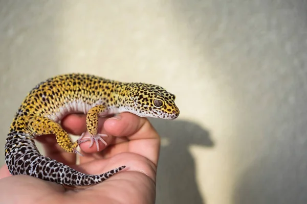 Eublepharis Bonito Leopardo Gecko Senta Mão — Fotografia de Stock