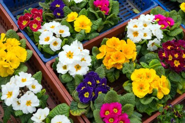 Fidan dikimi içinde önce bir kutu içinde menekşeler aldım piyasada.