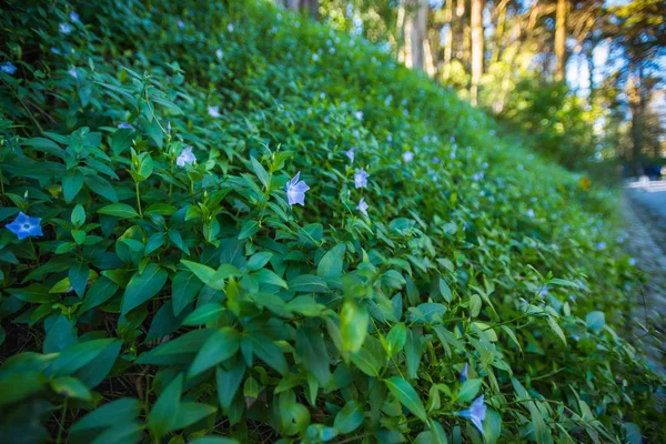 Fleurs Pervenche Bleue Tapissée Sur Une Colline Contre Jour Vinca — Photo