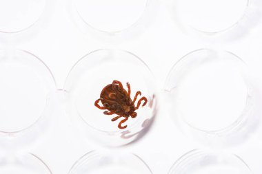 Parasite mite to pass for analysis to the laboratory. Danger of tick bite. clipart