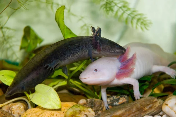 Unterwasser Axolotl Porträt Aus Nächster Nähe Einem Aquarium Mexikanische Wanderfische — Stockfoto