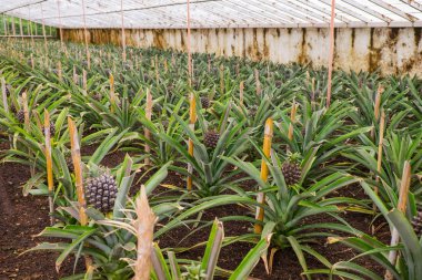 Azores serada satır genç ananas ile ananas çiftliği. 