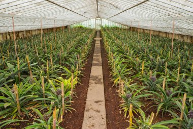 Azores serada satır genç ananas ile ananas çiftliği. 