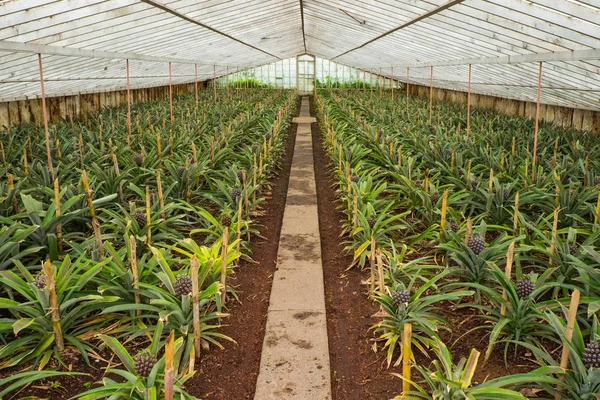 Azores serada satır genç ananas ile ananas çiftliği. 
