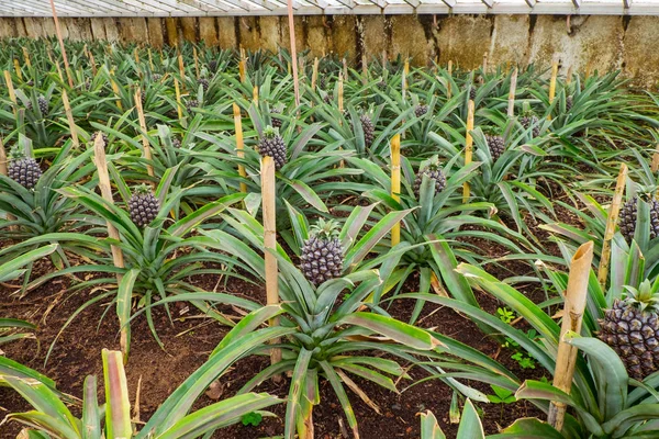 Azores serada satır genç ananas ile ananas çiftliği. 