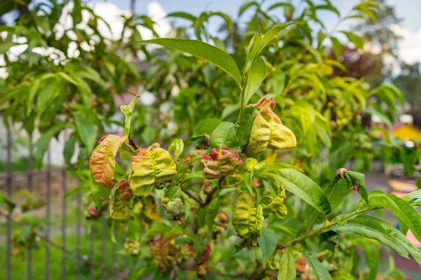 Peach Leaf Curl Virus Problème Maladie Des Arbres Fruitiers — Photo