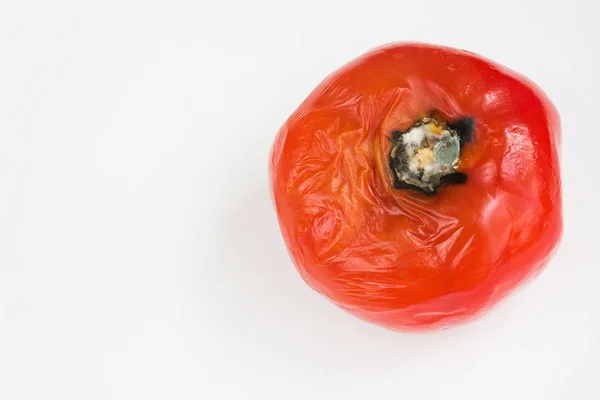 Rotten Tomato Spoiled Fungi Mold White Background Inappropriate Storage Vegetables — Stock Photo, Image