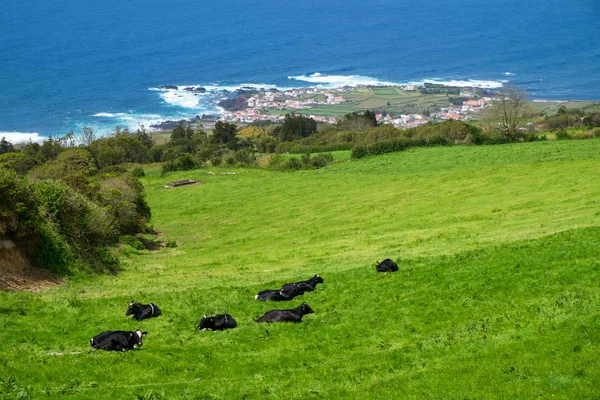 Atlantik Okyanusu Arka Planda Çayırda Otlatmak Inekler Güzel Görünümü Azores — Stok fotoğraf