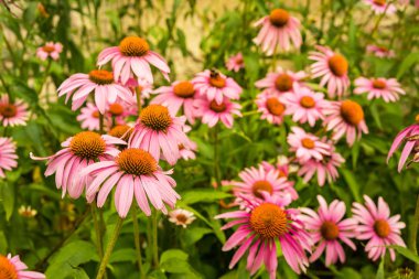 Pembe Echinacea çiçeklerini kapat.