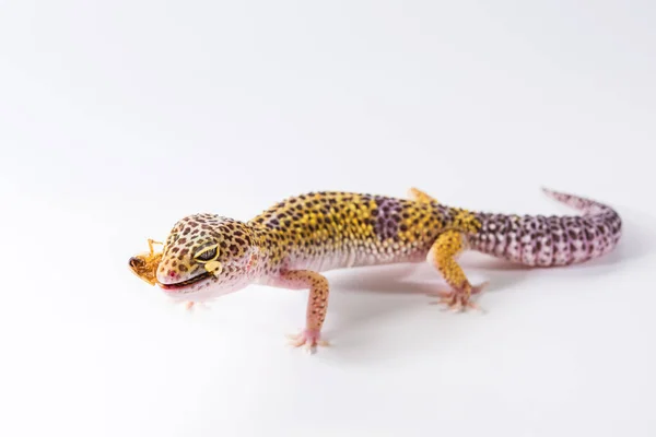 Drăguț Leopard Gecko Eublepharis Macularius Mănâncă Gândac Fundal Alb — Fotografie, imagine de stoc