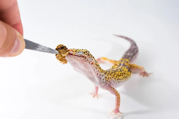 Gecko Leopardo Bonito Eublepharis Macularius Come Barata Fundo Branco — Fotografia de Stock