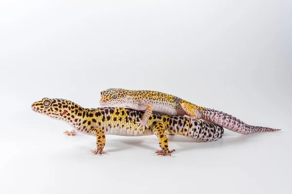 Dois Gecko Leopardo Bonito Eublepharis Macularius Fundo Branco — Fotografia de Stock