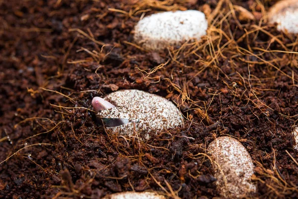 Cute leopard gecko hatching of egg. Little lizard (Eublepharis Macularius).