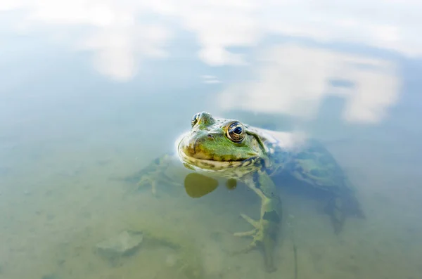 Bir Havuzda Bataklık Kurbağası Pelophylax Ridibundus — Stok fotoğraf