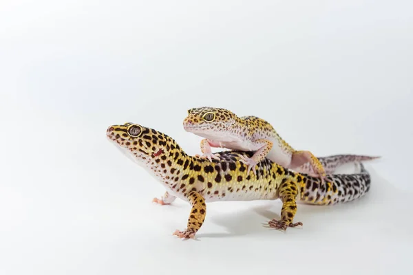 Dois Gecko Leopardo Bonito Eublepharis Macularius Fundo Branco — Fotografia de Stock