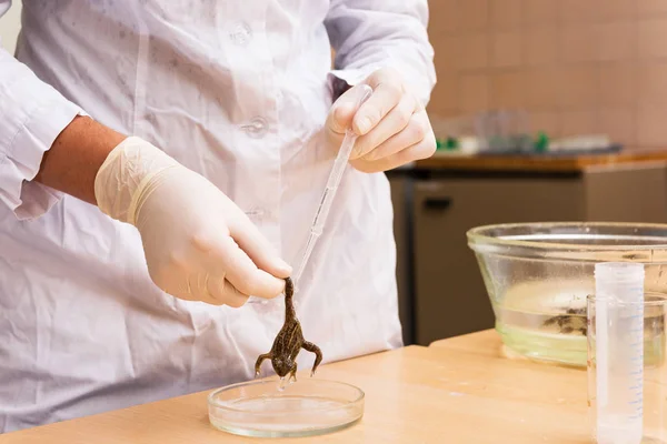 Obtaining Amphibian Skin Gland Secretions — Stock Photo, Image