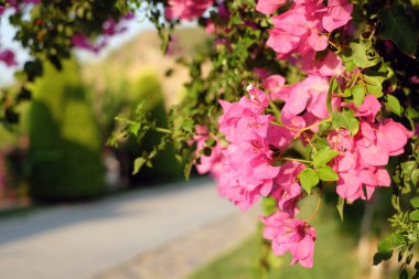 Çiçek açan pembe bugainvillea Türkiye 'de güzel bir çiçek bahçesi.