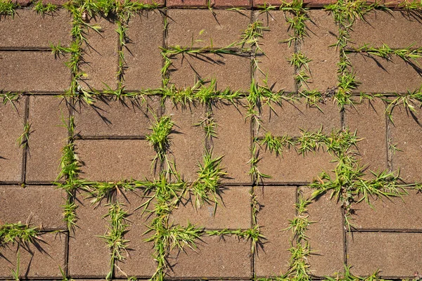 Untidy Paving Slabs Overgrown Weeds — Stock Photo, Image