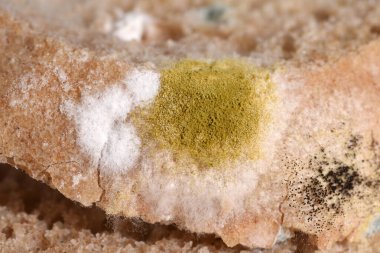 Ekmek üzerinde büyüyen farklı aşamalardaki yakın küf sağlığa zararlı olabilir..