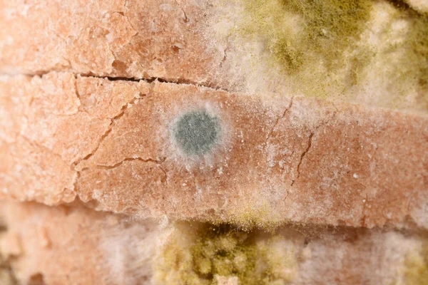 Closeup mold at different stages growing on bread can be hazardous to health.