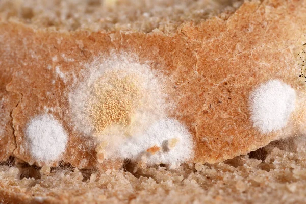 Closeup Schimmel Verschillende Stadia Groeien Brood Kan Gevaarlijk Zijn Voor — Stockfoto