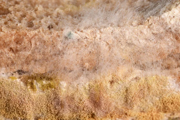 パンの上で急速に成長する金型 科学者たちはカビパンに含まれる真菌をウイルス対策化学物質に変更します — ストック写真