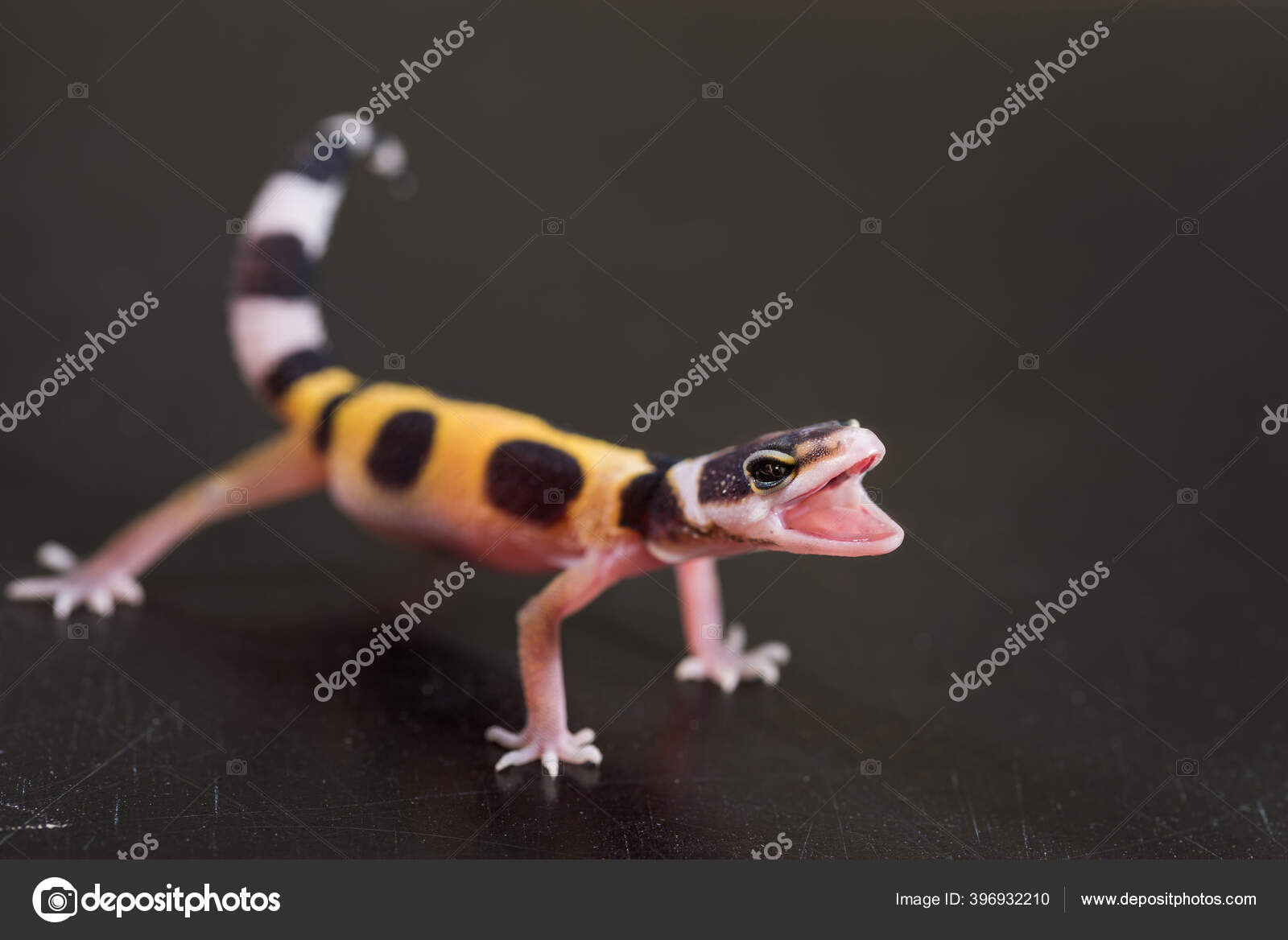 Søt Leopardgekko Står Forsvarsposisjon Liten Øgle Eublepharis Macularius –  stockfoto © cherokee4 #396932210, image size:1600x1168